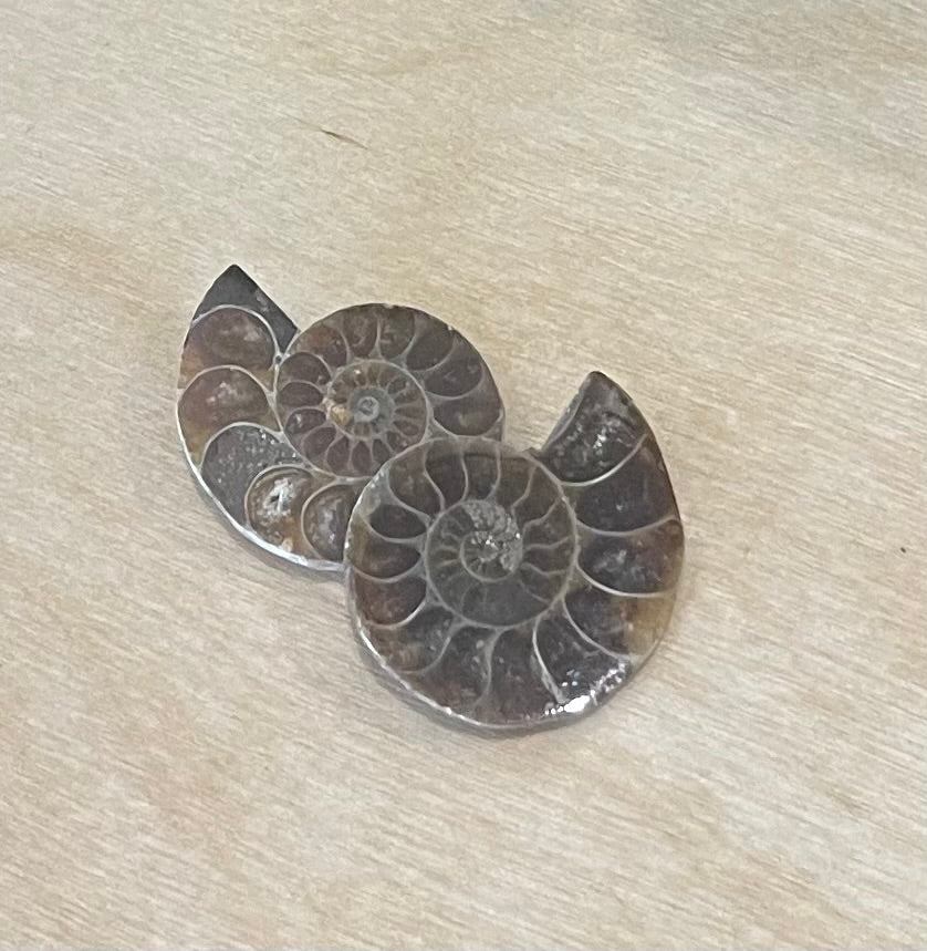 Ammonite Fossil - minis