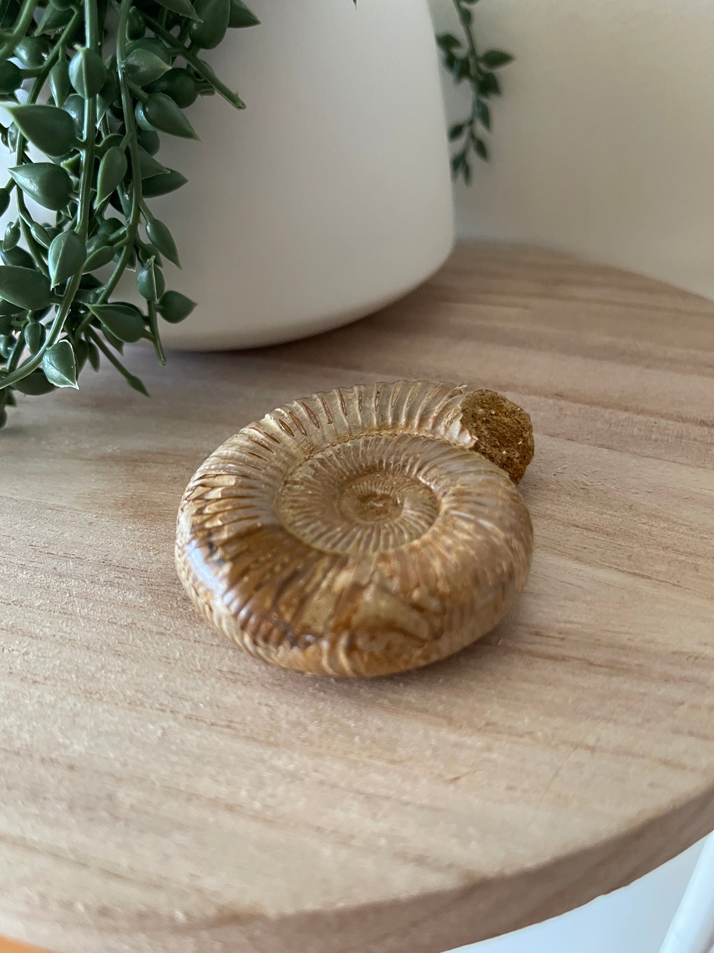 Ammonite Fossil 007