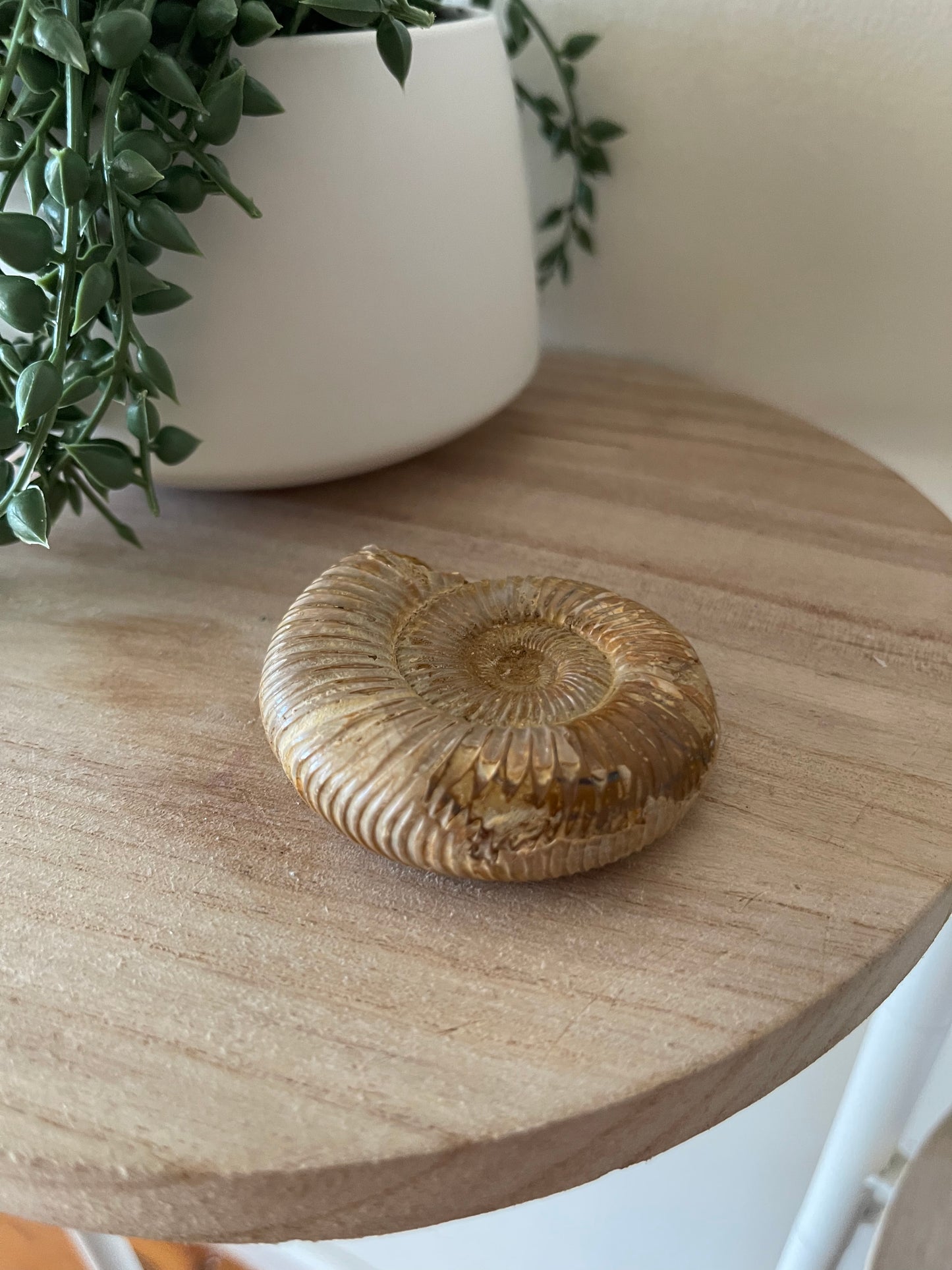 Ammonite Fossil 007